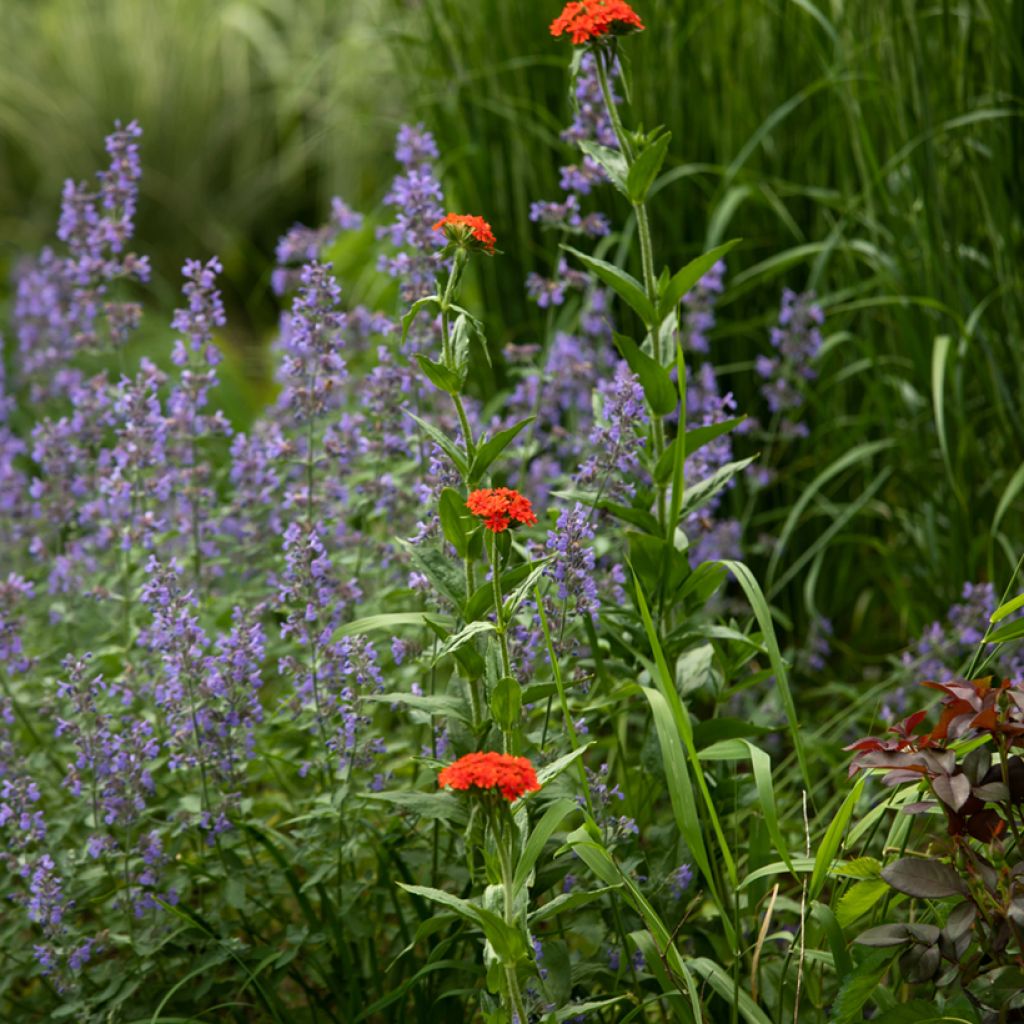 Lychnis chalcedonica Croix de Malte