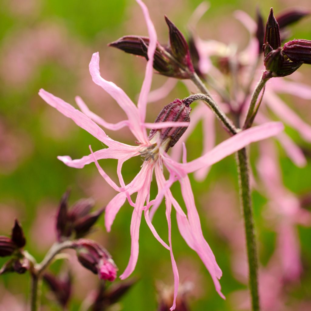 Lychnis flos-cuculi - Oeillet des près