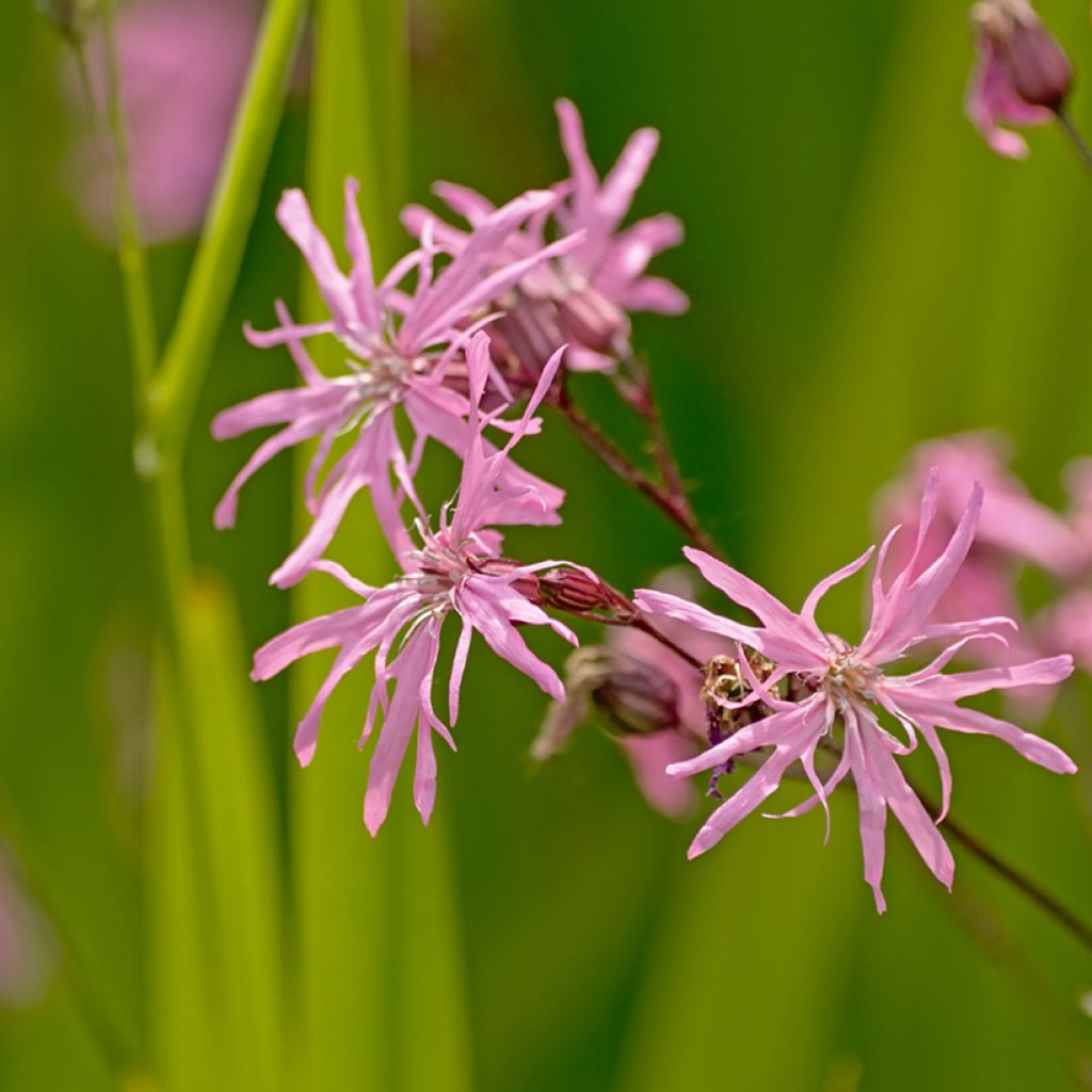 Lychnis flos-cuculi - Oeillet des près