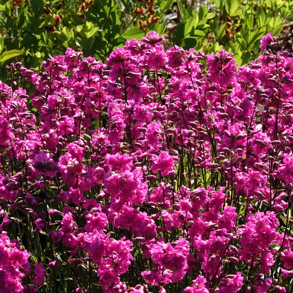Lychnis viscaria Plena - Attrape-mouches à fleurs doubles