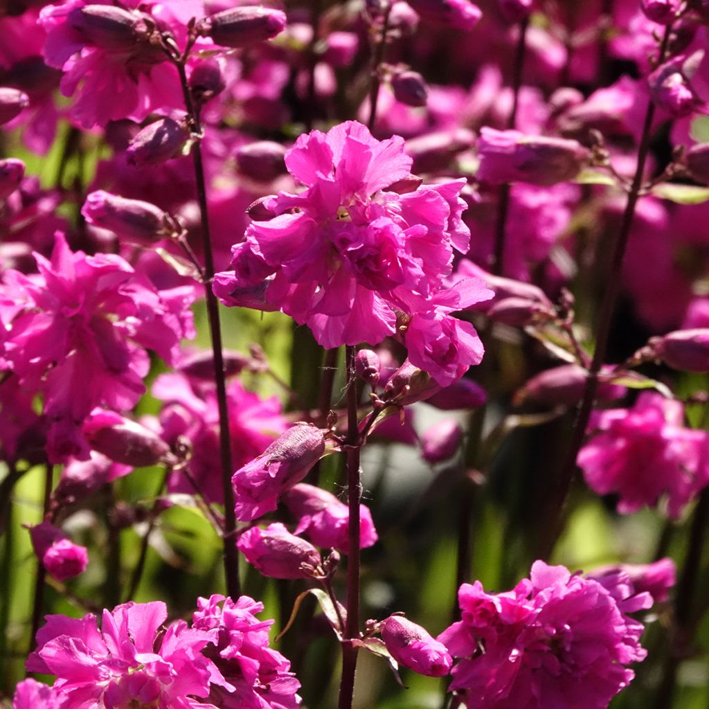 Lychnis viscaria Plena - Attrape-mouches à fleurs doubles