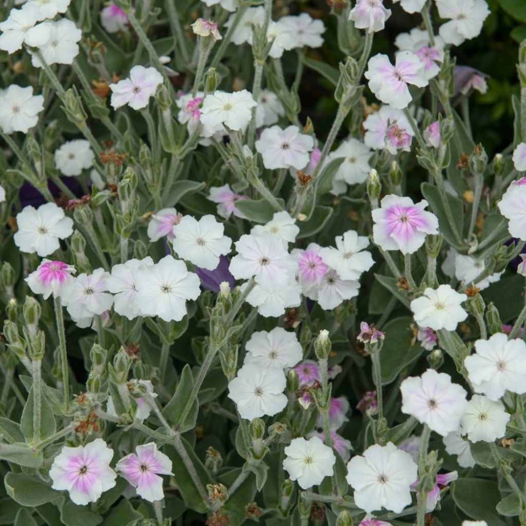 Lychnis coronaria Alba - Coquelourde des jardins blanche