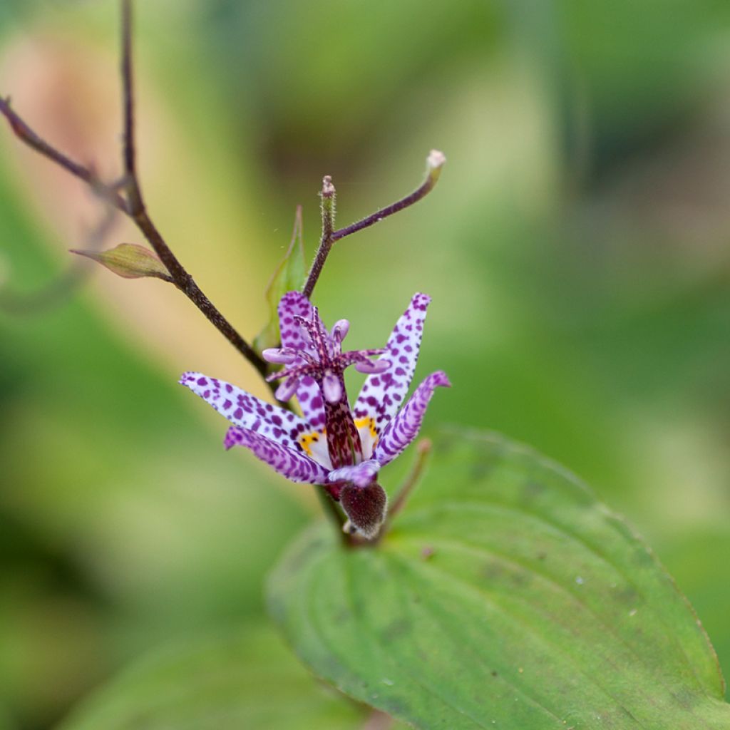 Lys orchidée - Tricyrtis formosana Pink Freckles