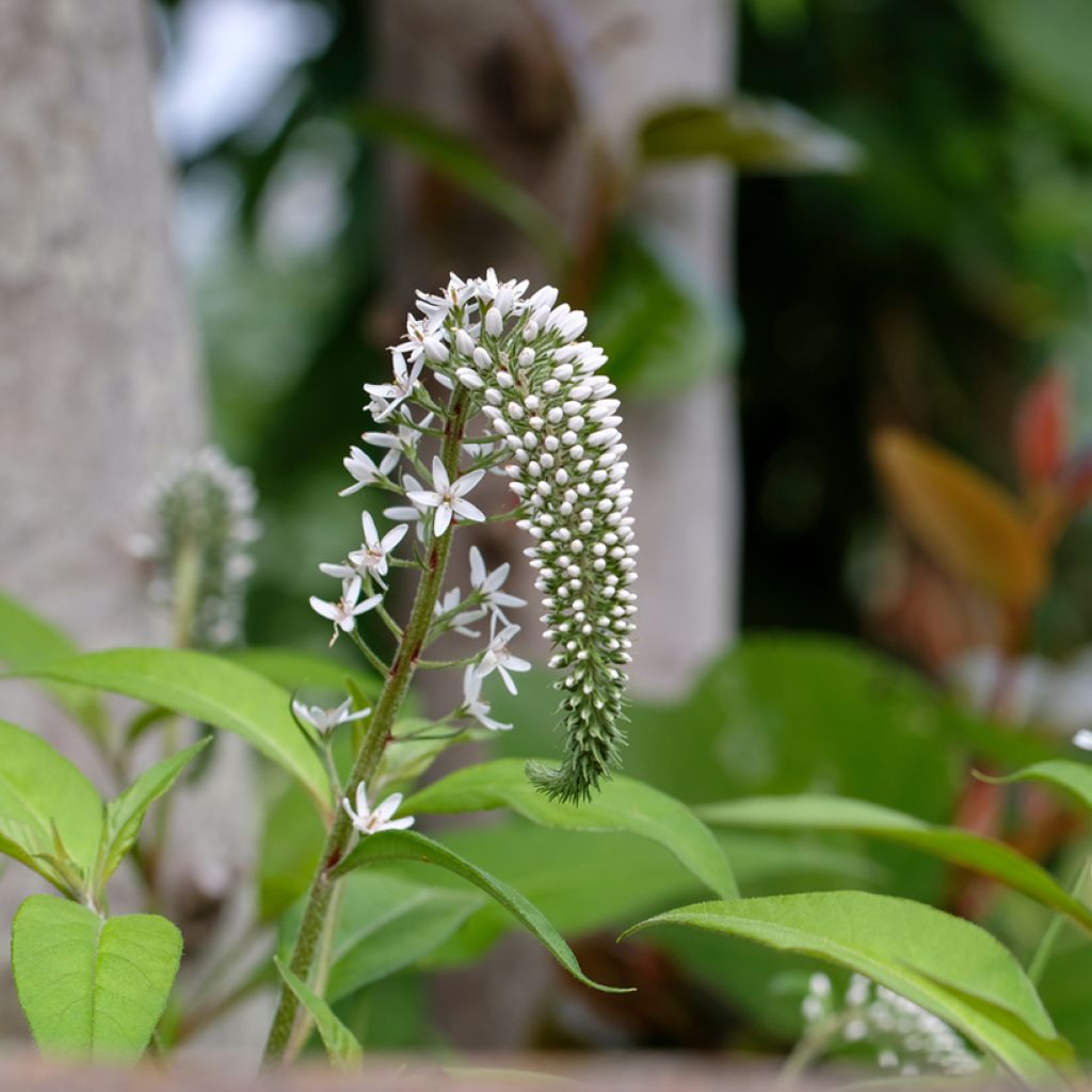 Lysimachia clethroïdes - Lysimaque de chine
