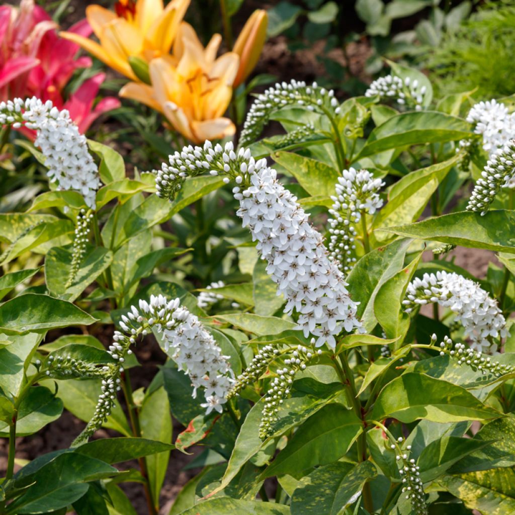 Lysimachia clethroïdes - Lysimaque de chine