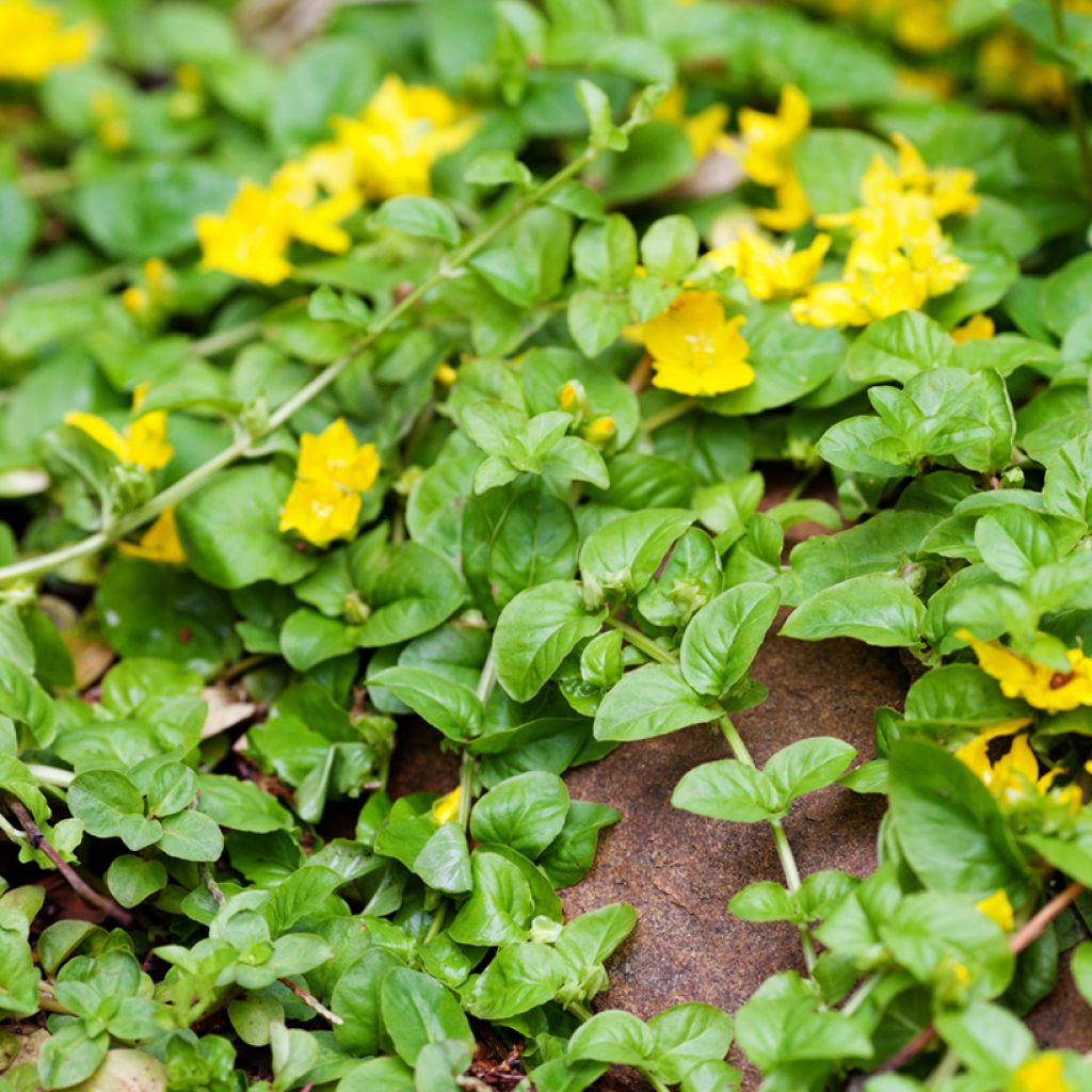 Lysimachia nummularia Goldilocks - Herbe aux écus