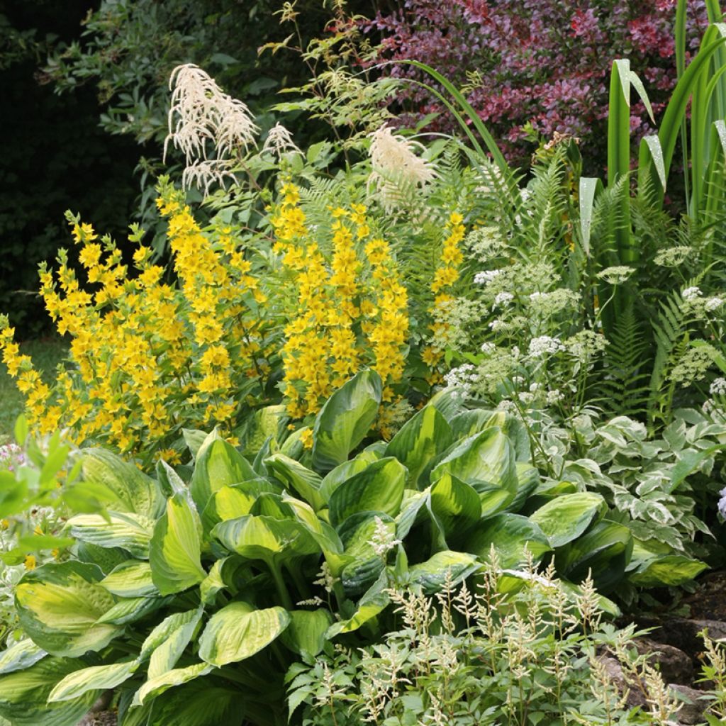 Lysimachia punctata - Lysimaque ponctuée