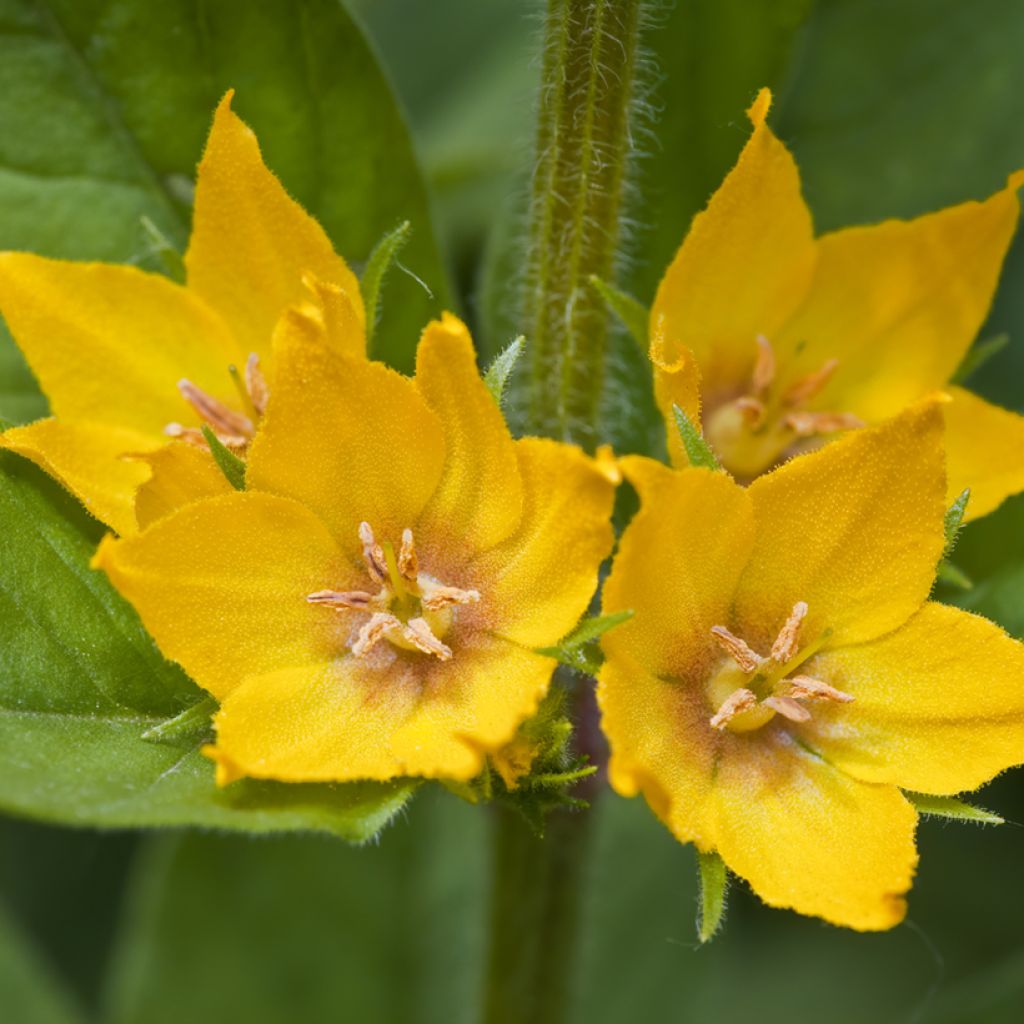 Lysimachia punctata - Lysimaque ponctuée