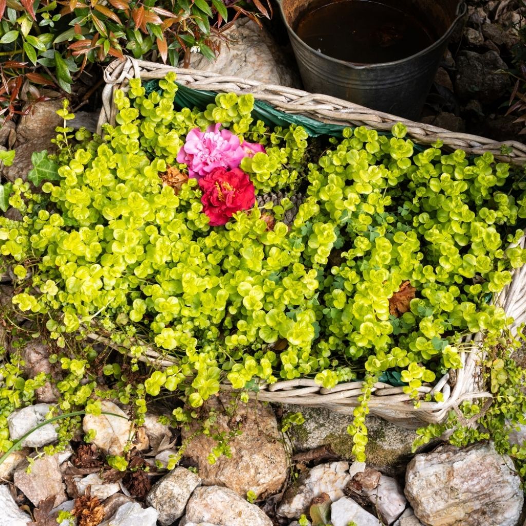 Lysimachia nummularia aurea