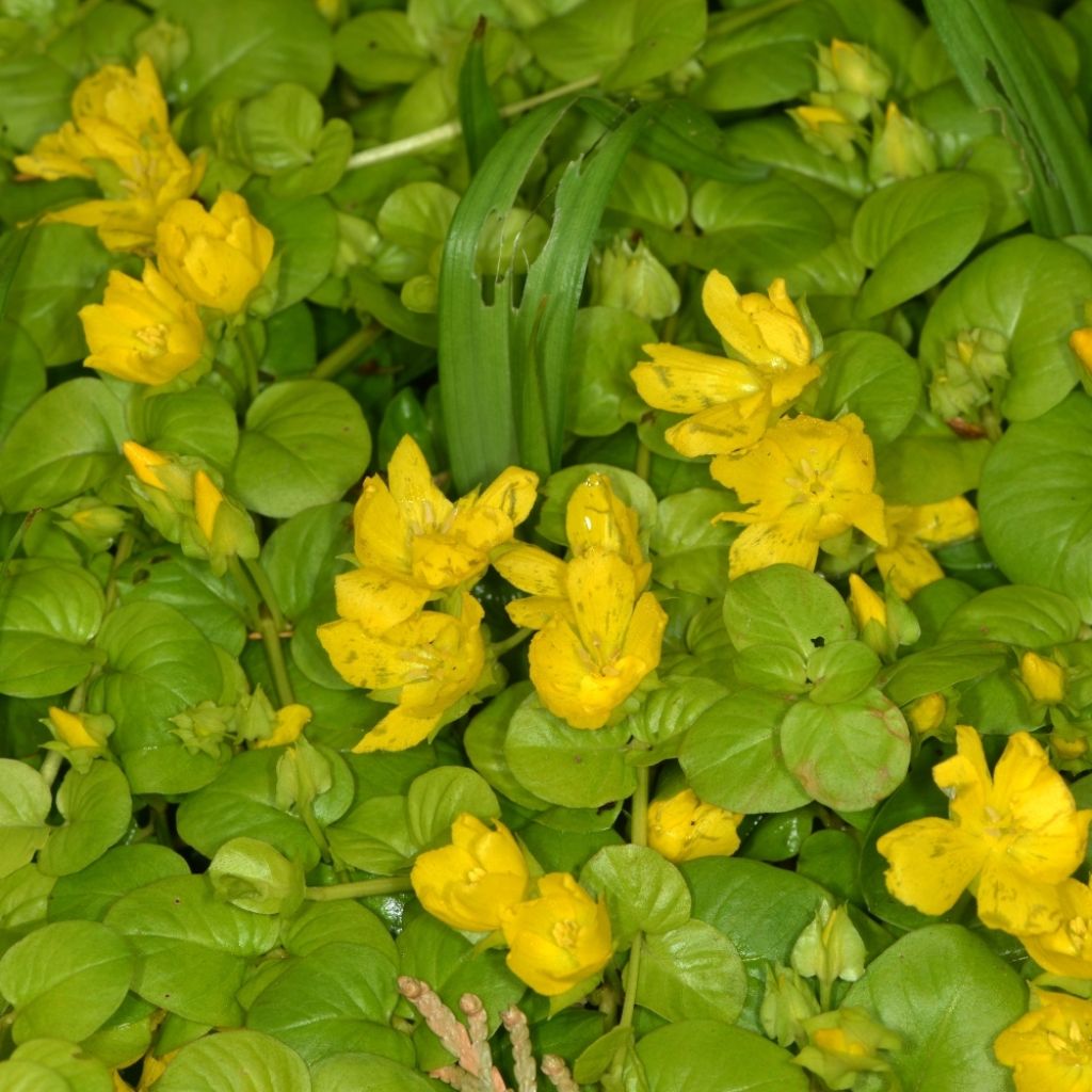 Lysimachia nummularia aurea