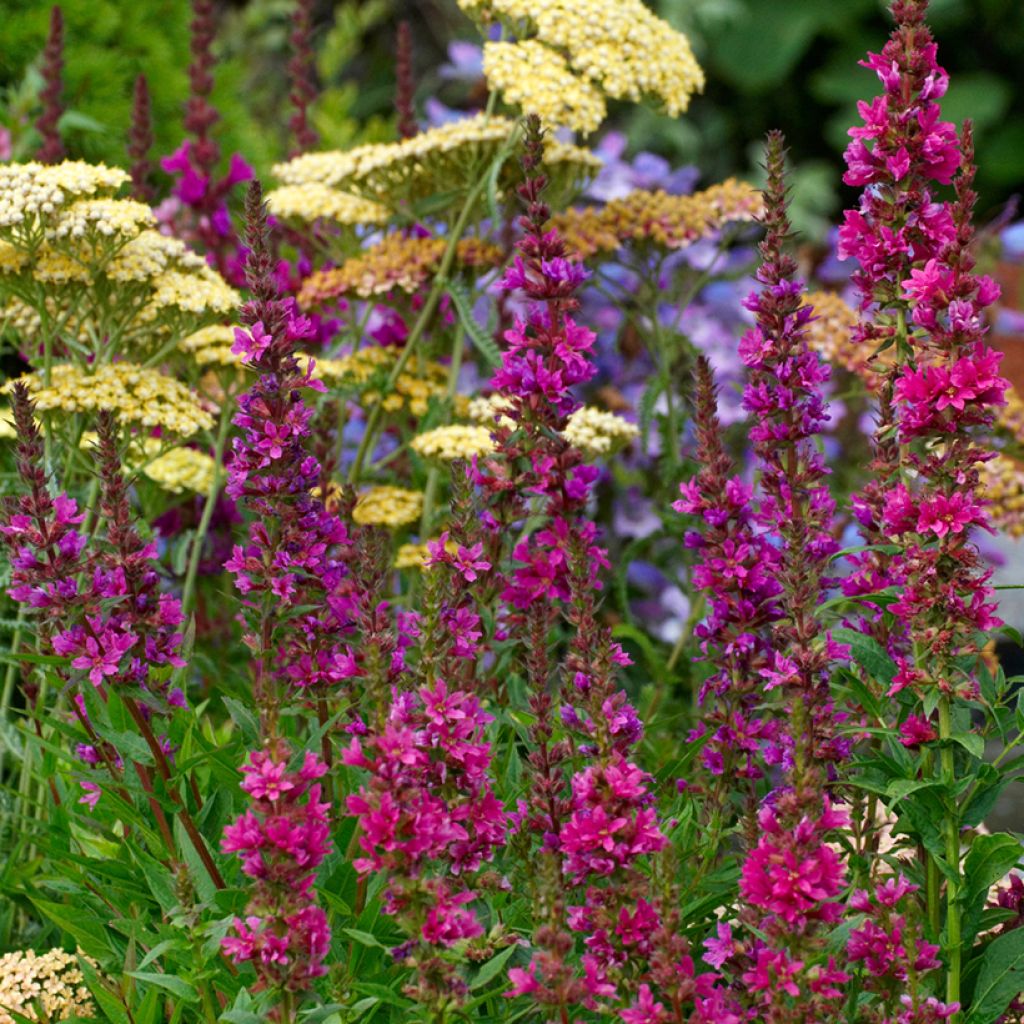 Lythrum salicaria Robert - Salicaire commune