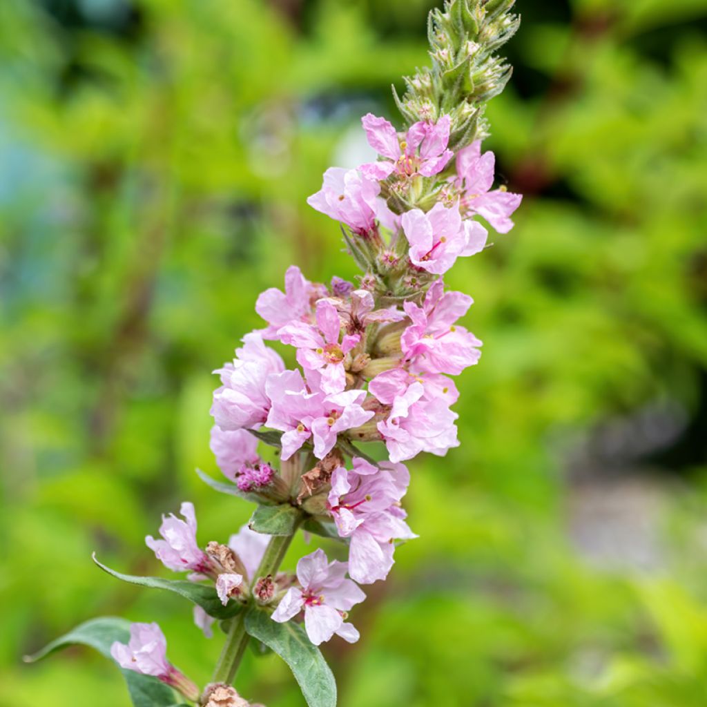 Lythrum salicaria Swirl - Salicaire commune Swirl