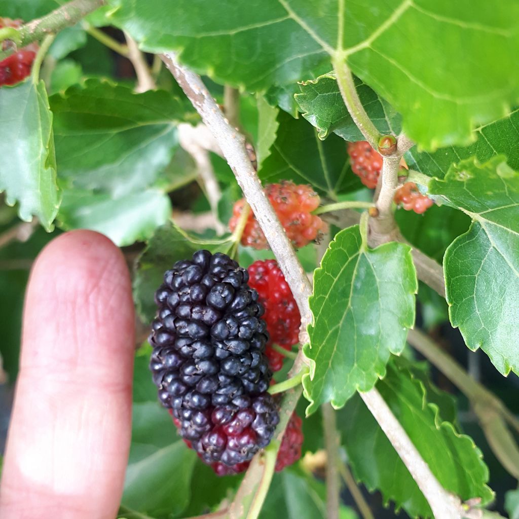 Morus alba Milanowek - Mûrier blanc