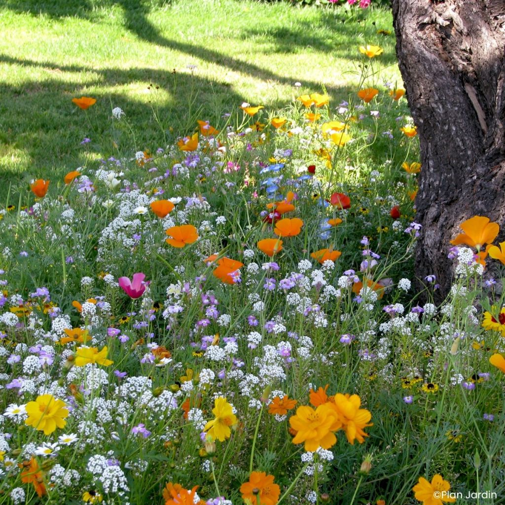 Mélange pour pieds d'arbres