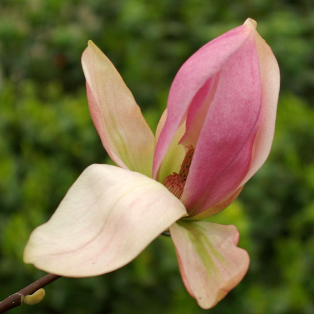 Magnolia Daybreak