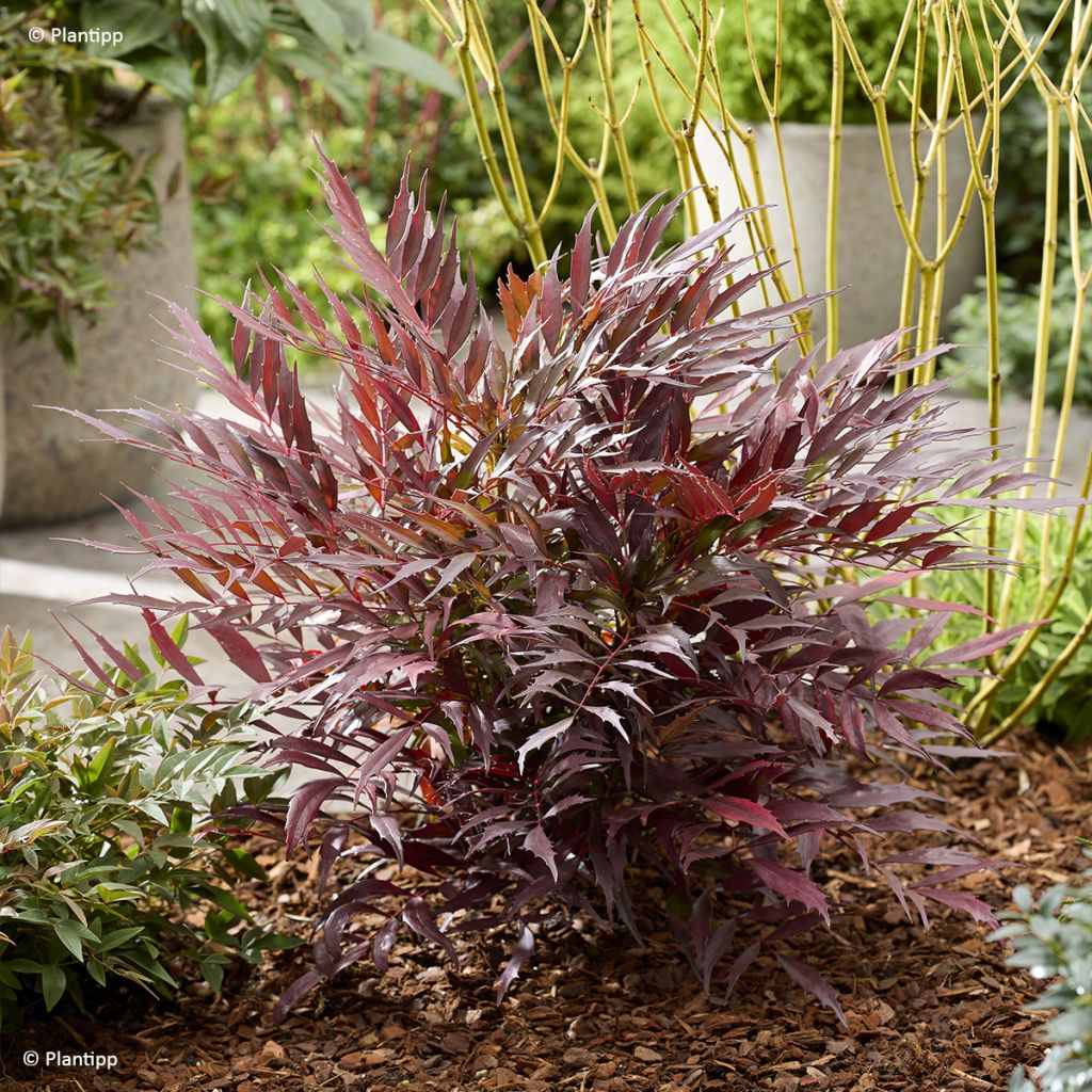 Mahonia Meteor