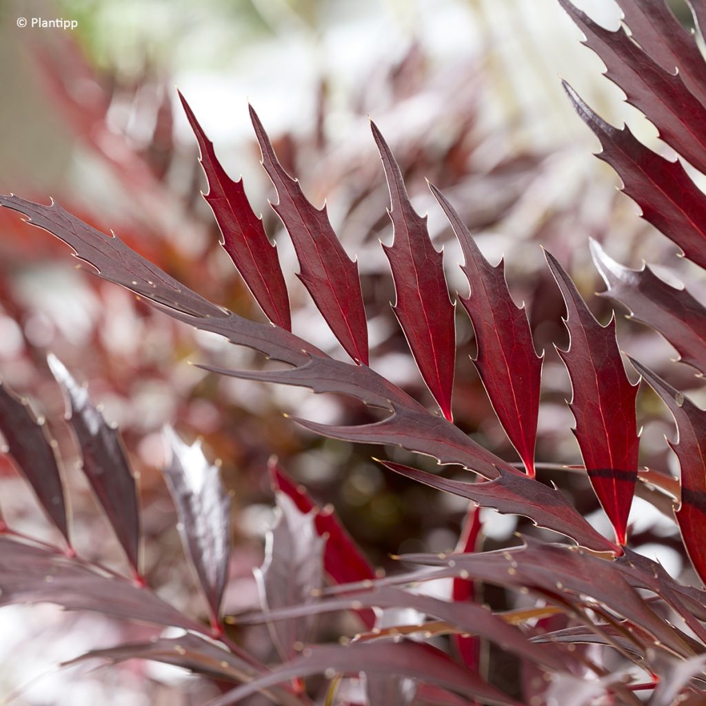 Mahonia Meteor