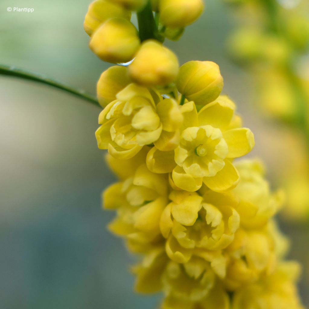 Mahonia Meteor