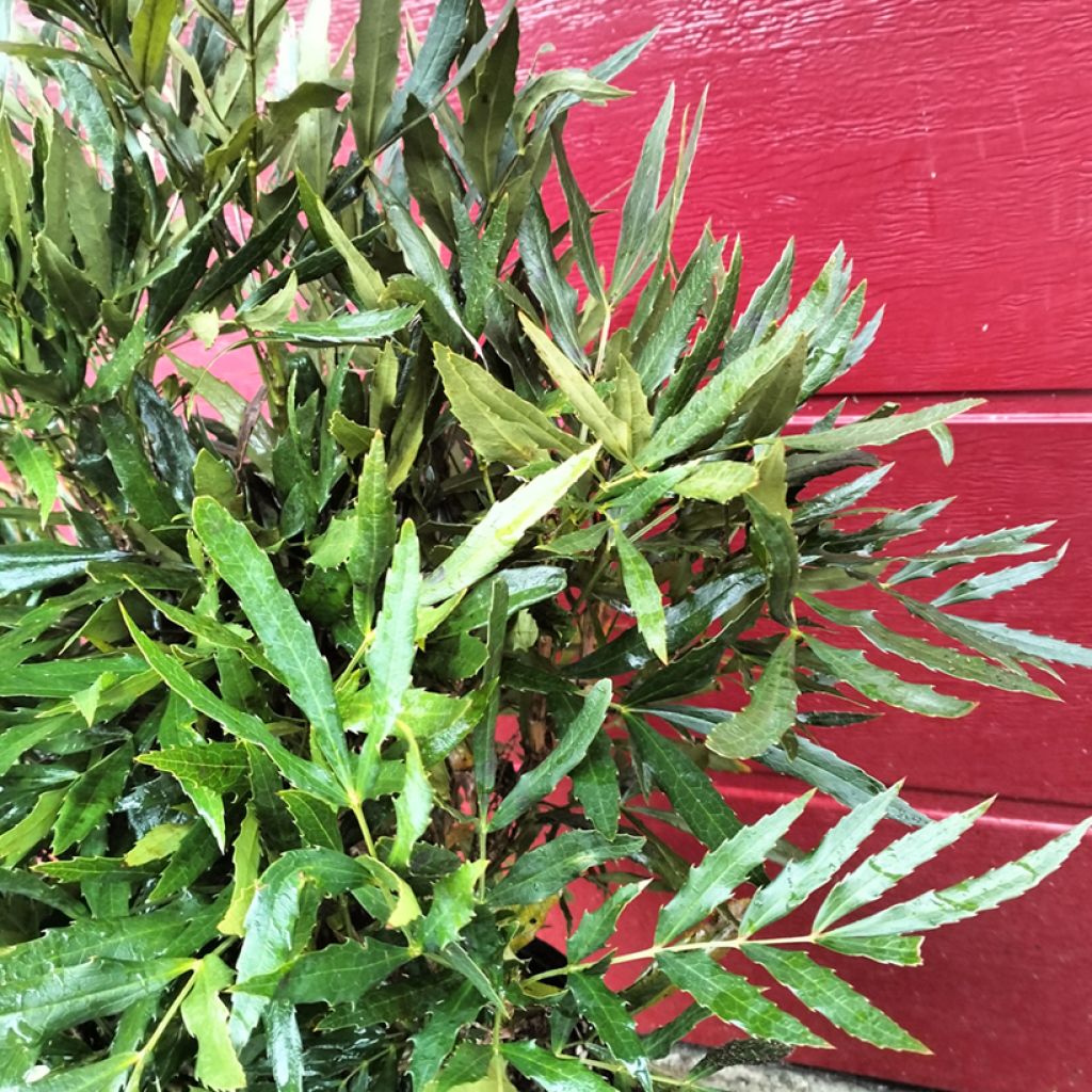 Mahonia sinensis - Mahonia de Chine