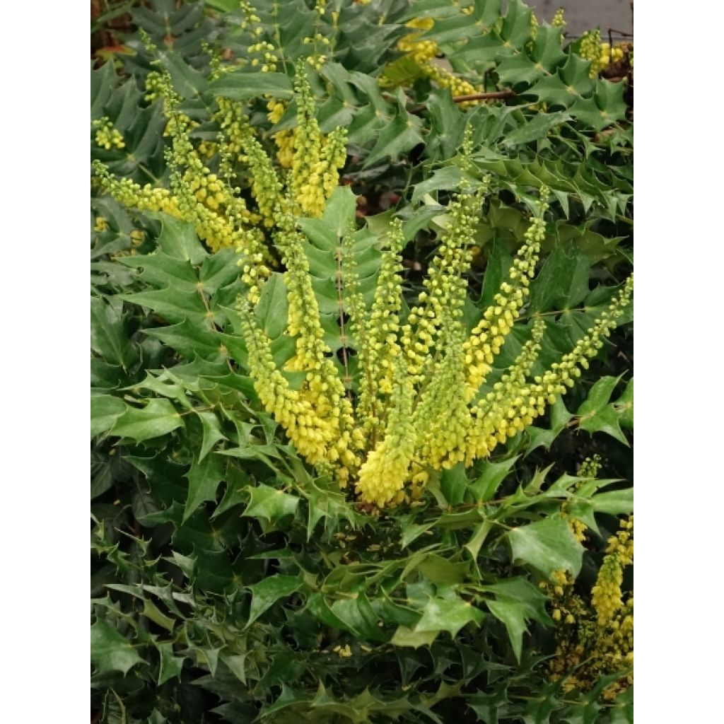 Mahonia media Winter Sun