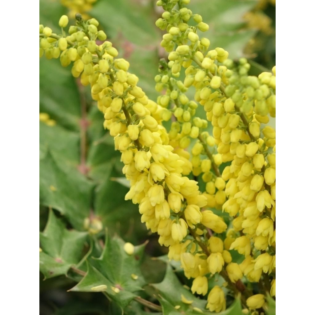 Mahonia media Winter Sun