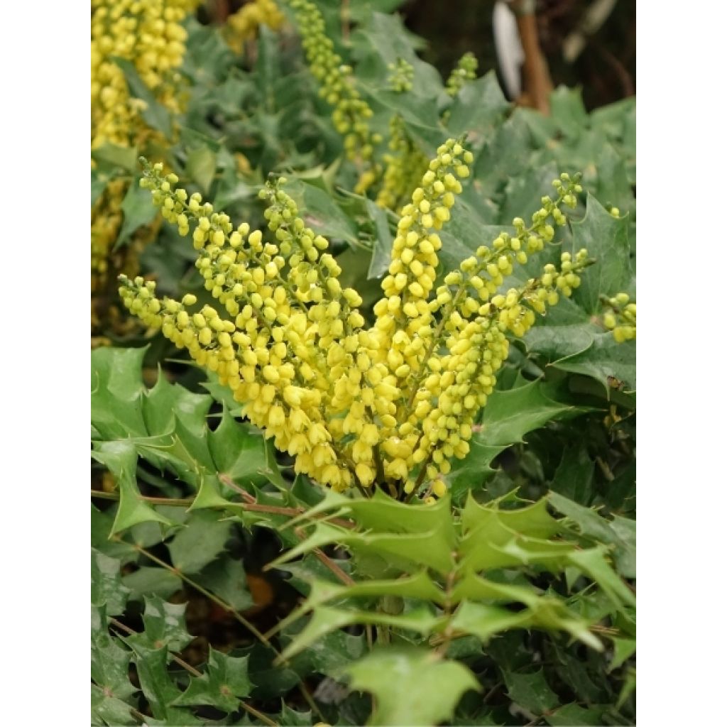 Mahonia media Winter Sun