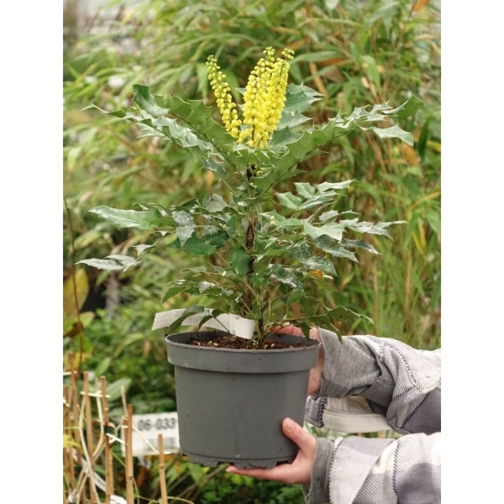 Mahonia media Winter Sun