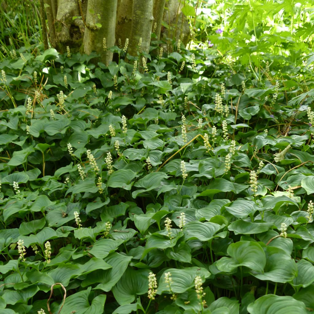 Maianthemum bifolium - Maianthème à deux feuilles