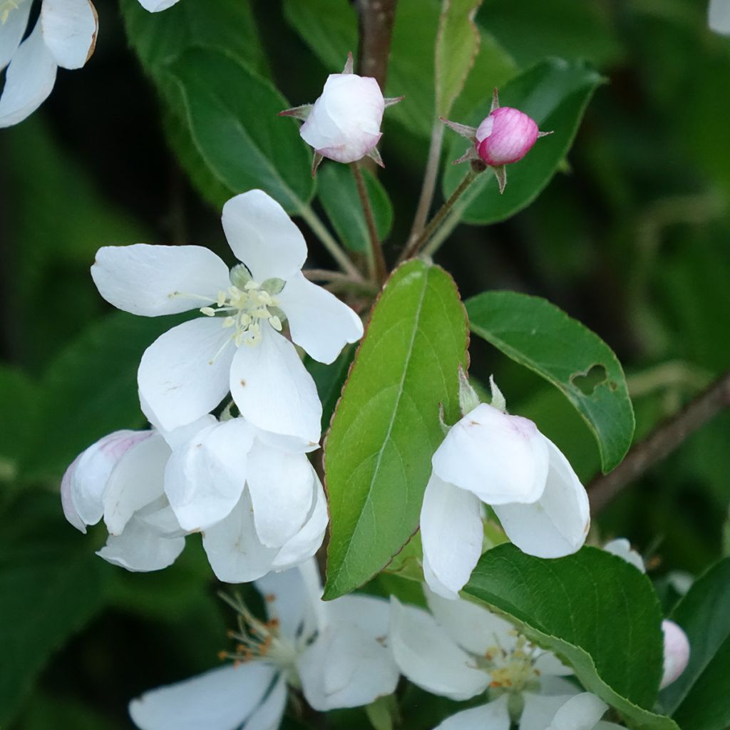 Malus Comtesse De Paris - Pommier d'ornement