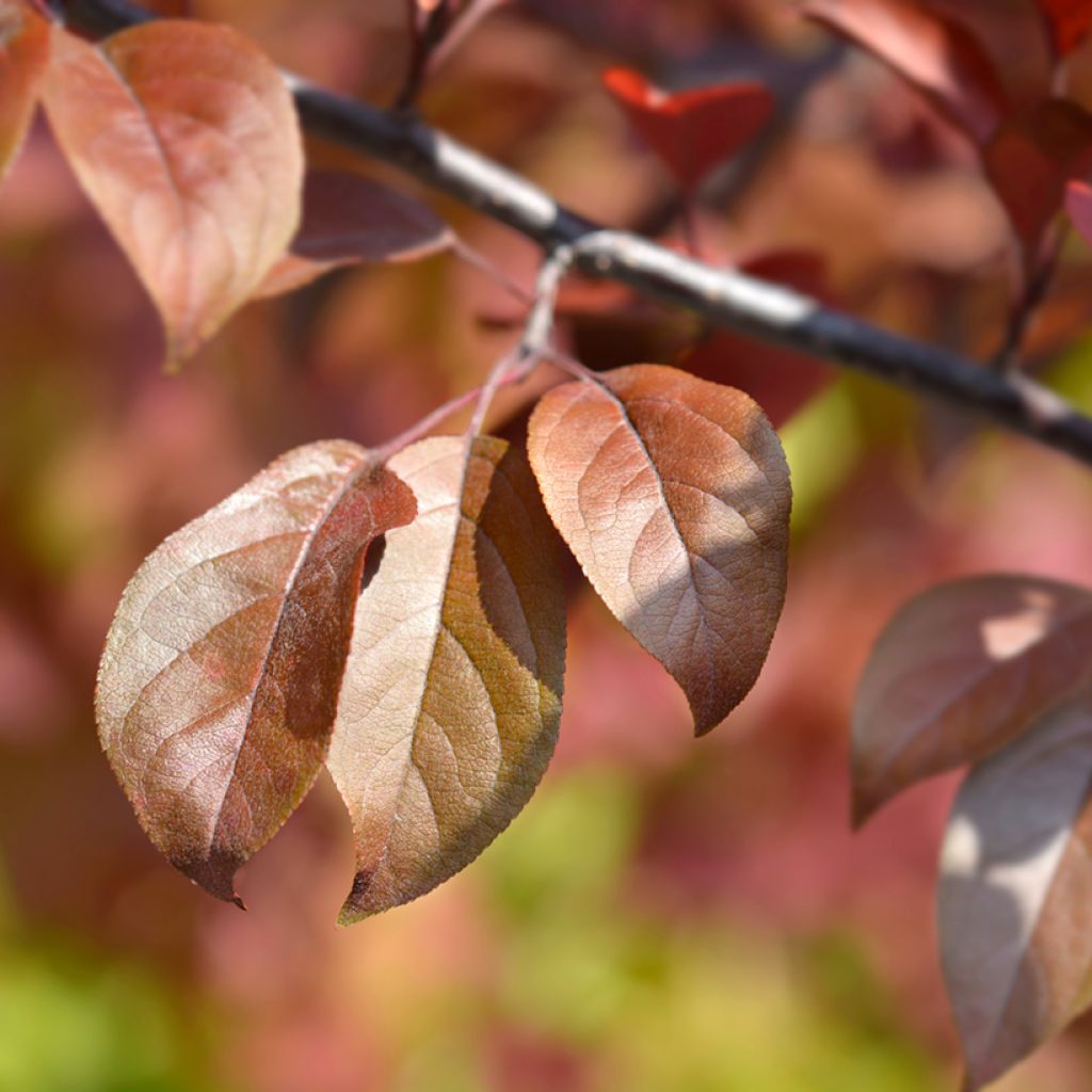 Pommier d'ornement - Malus Eleyi