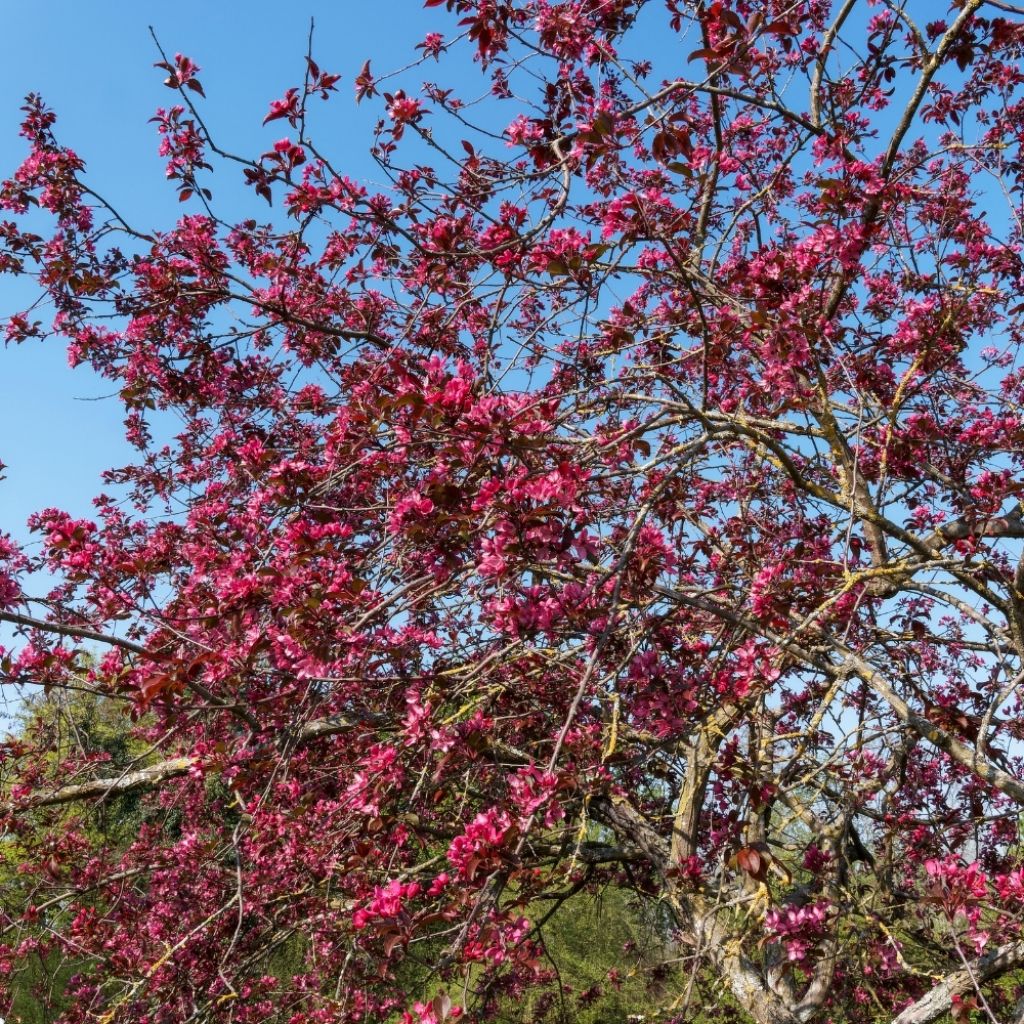 Pommier d'ornement - Malus Coccinella Courtarou