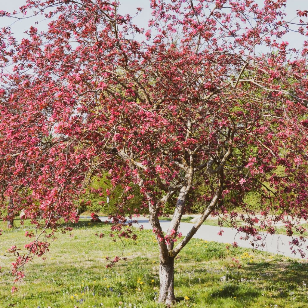 Pommier d'ornement - Malus Coccinella Courtarou