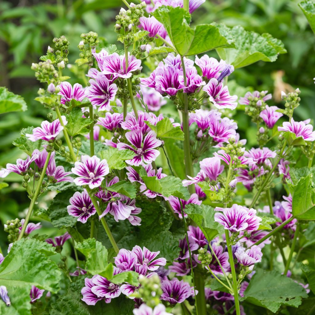Grande mauve - Malva sylvestris Zebrina