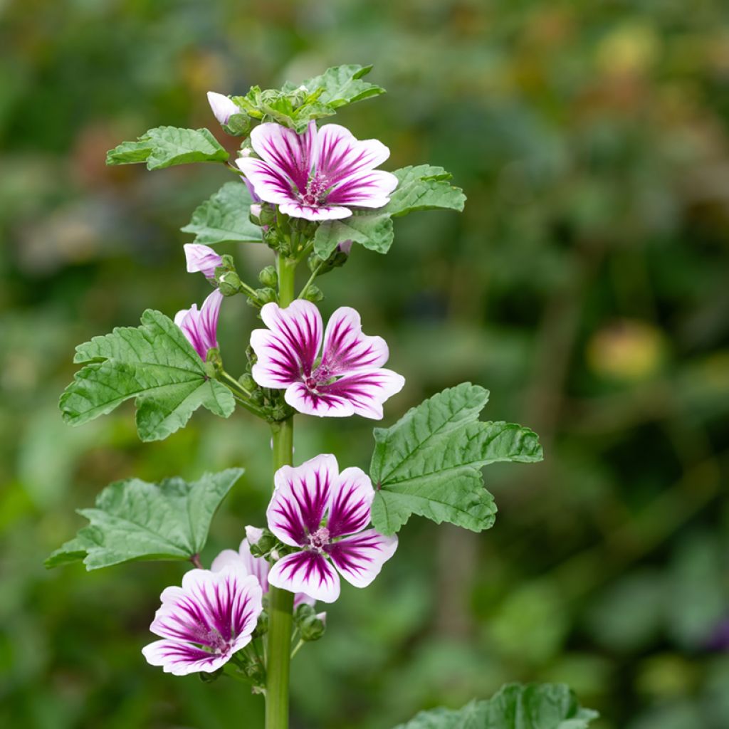 Grande mauve - Malva sylvestris Zebrina