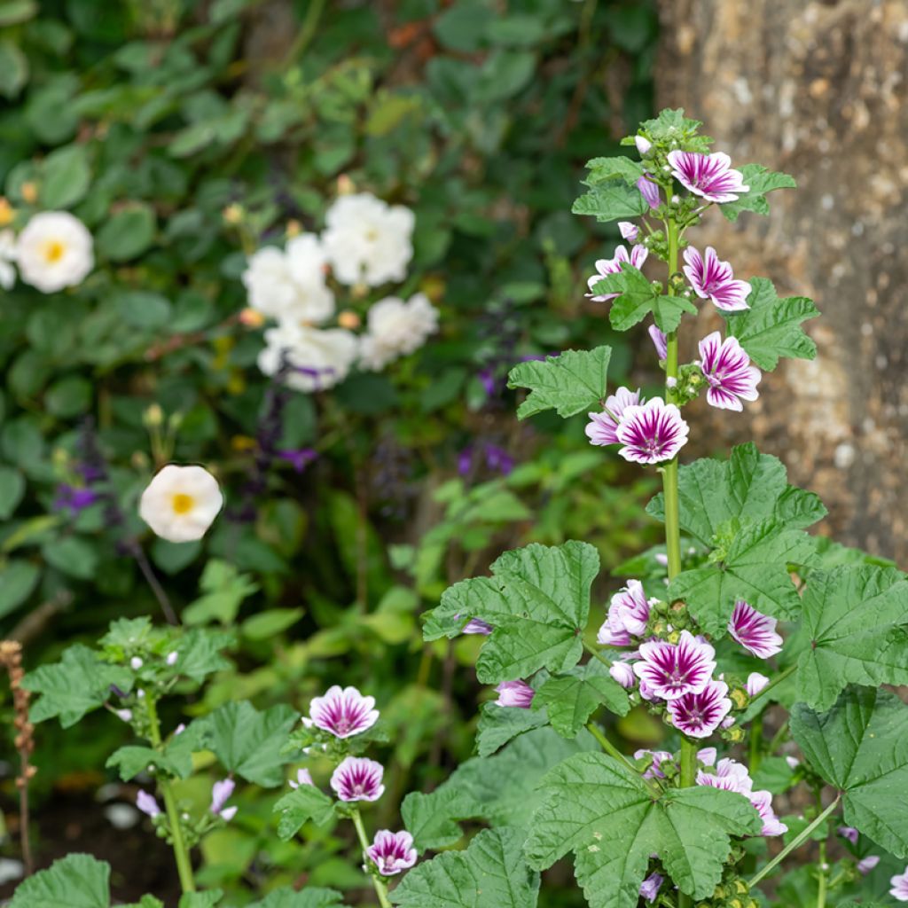 Grande mauve - Malva sylvestris Zebrina