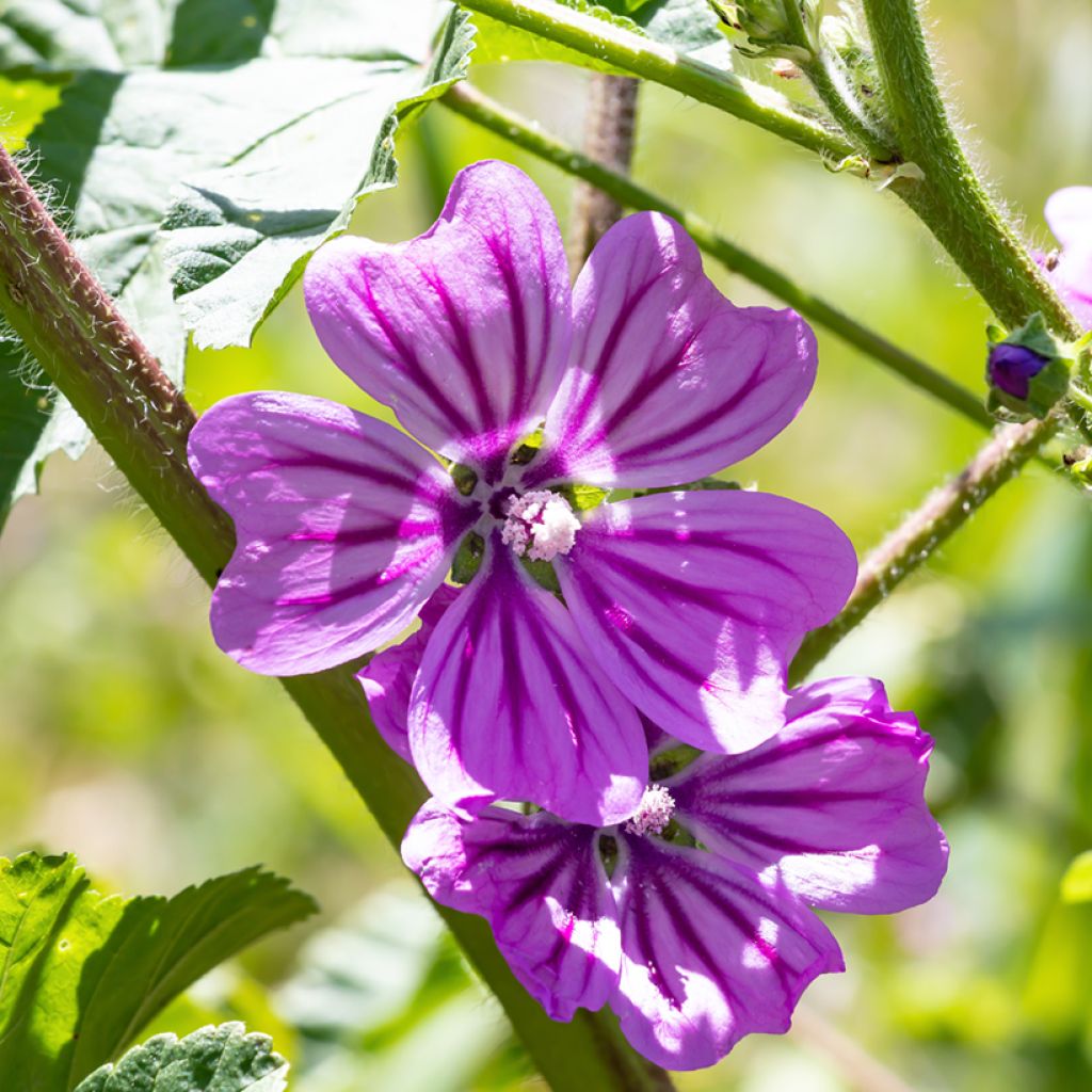 Grande mauve - Malva sylvestris Zebrina