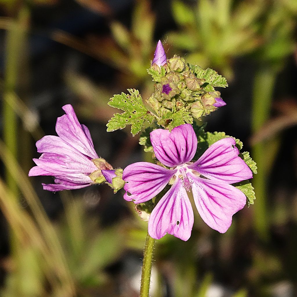 Mauve sylvestre - Malva sylvestris