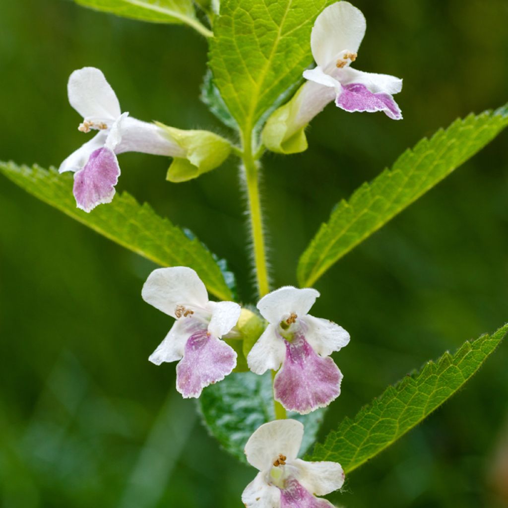 Mélitte - Melittis melissophyllum