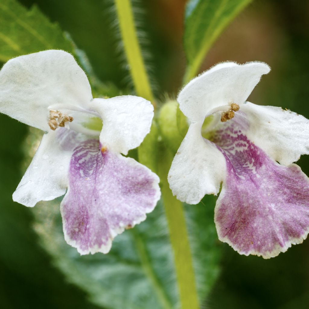 Mélitte - Melittis melissophyllum
