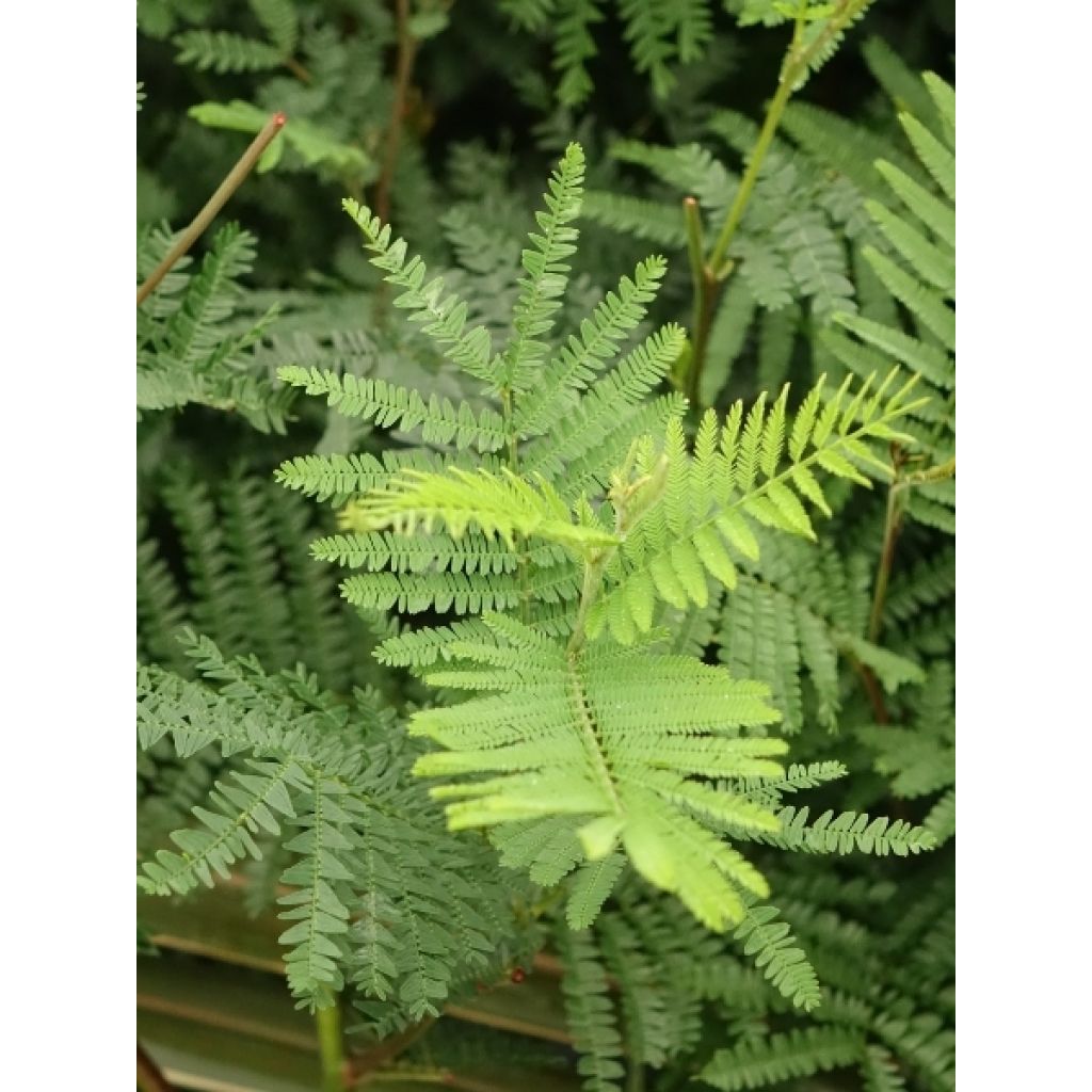 Mimosa - Acacia dealbata