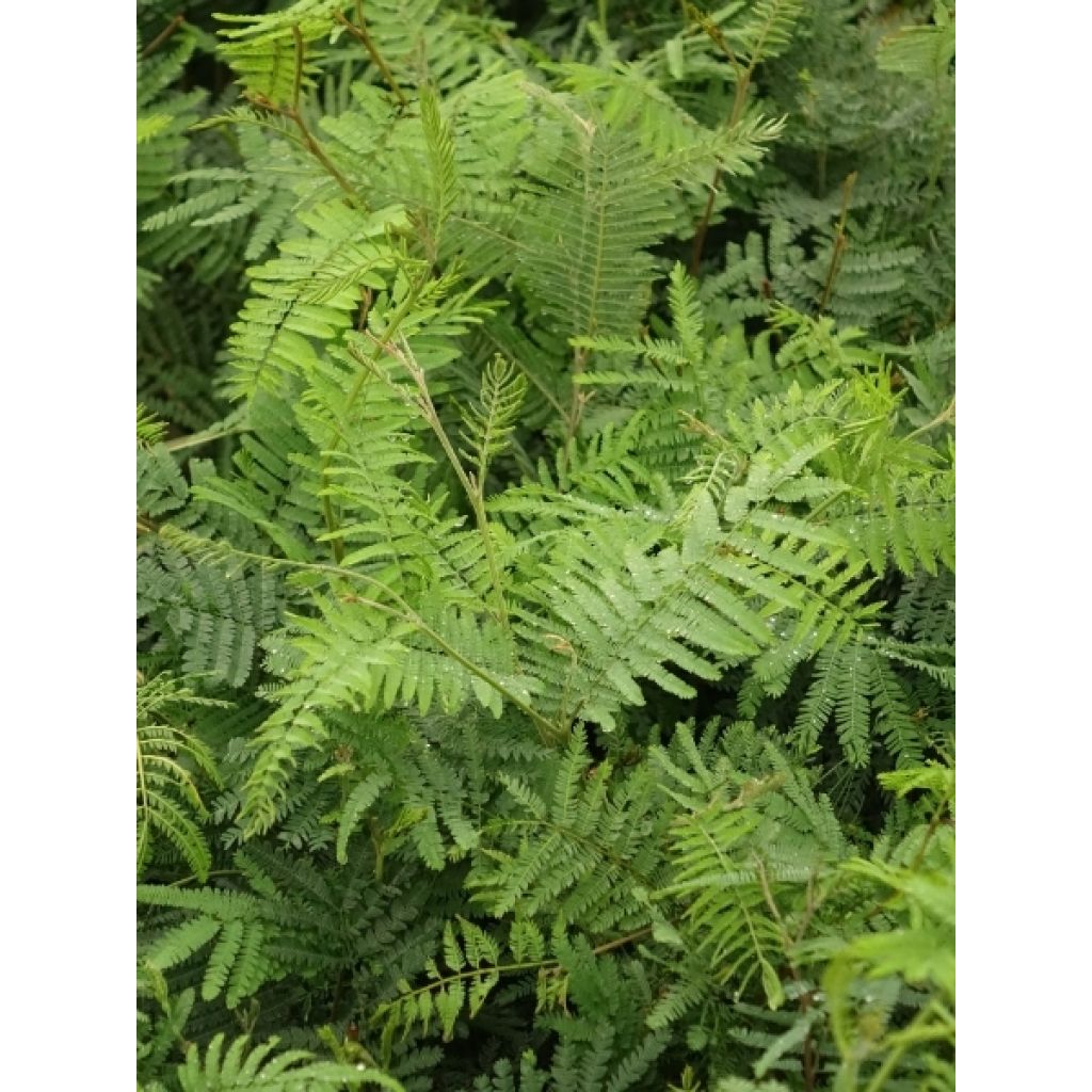 Mimosa - Acacia dealbata