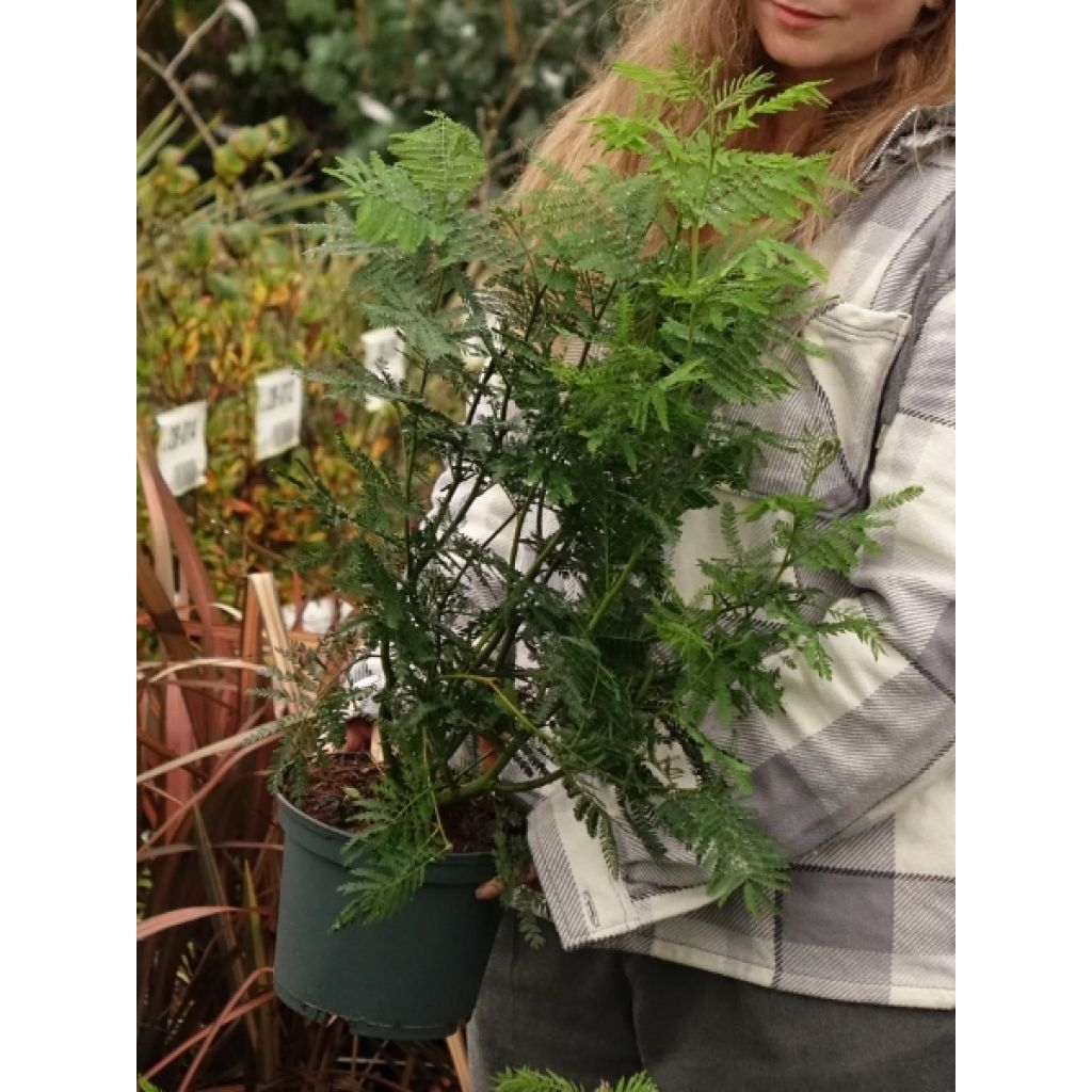 Mimosa - Acacia dealbata