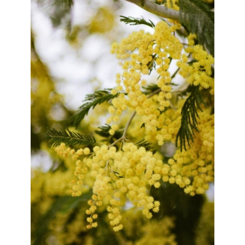 Mimosa - Acacia dealbata