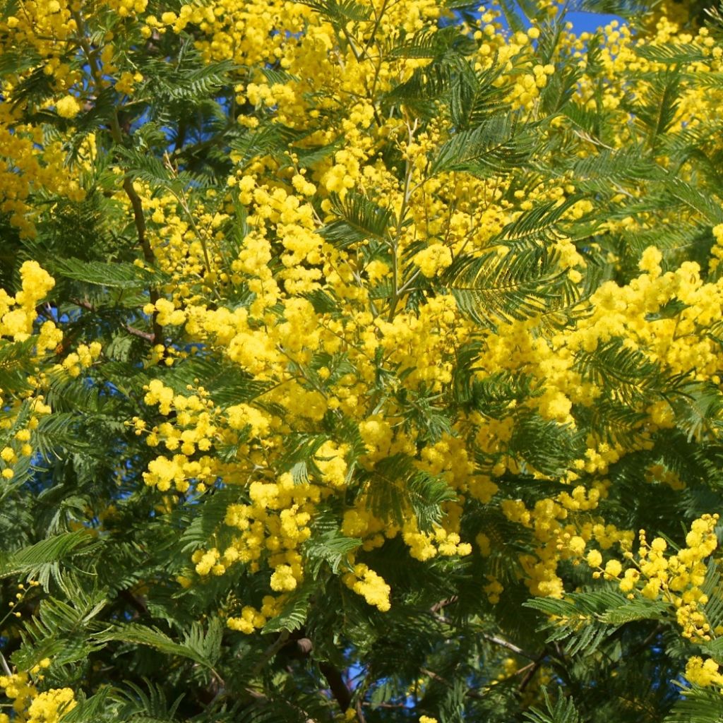 Acacia dealbata Gaulois Astier - Mimosa des fleuristes