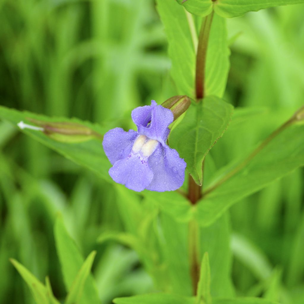 Mimulus ringens - Mimule bleue