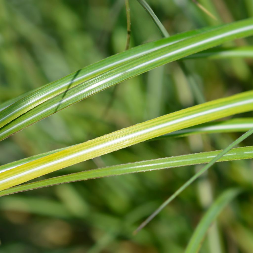 Miscanthus sinensis Adagio - Roseau de Chine
