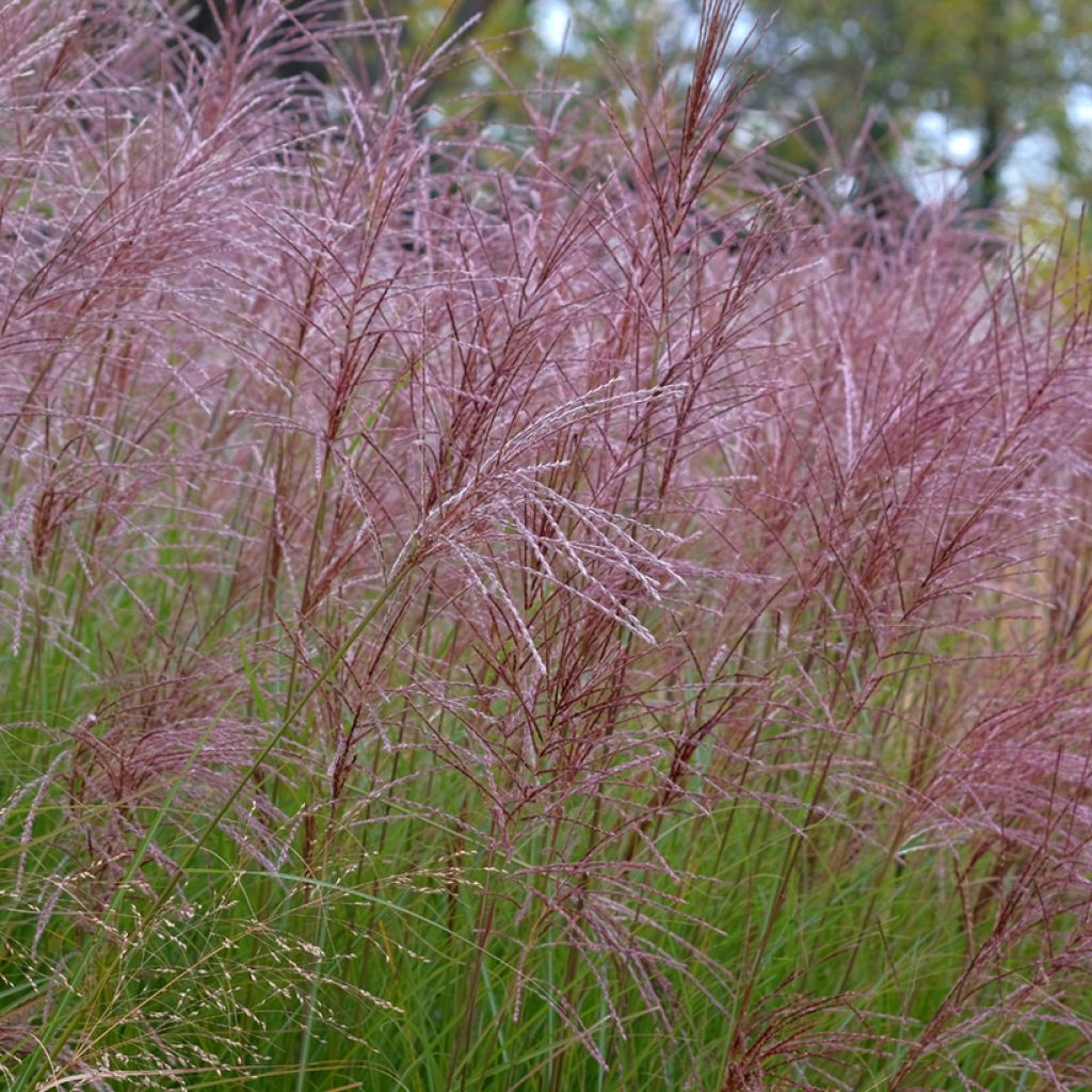 Miscanthus sinensis Gracillimus - Eulalie 