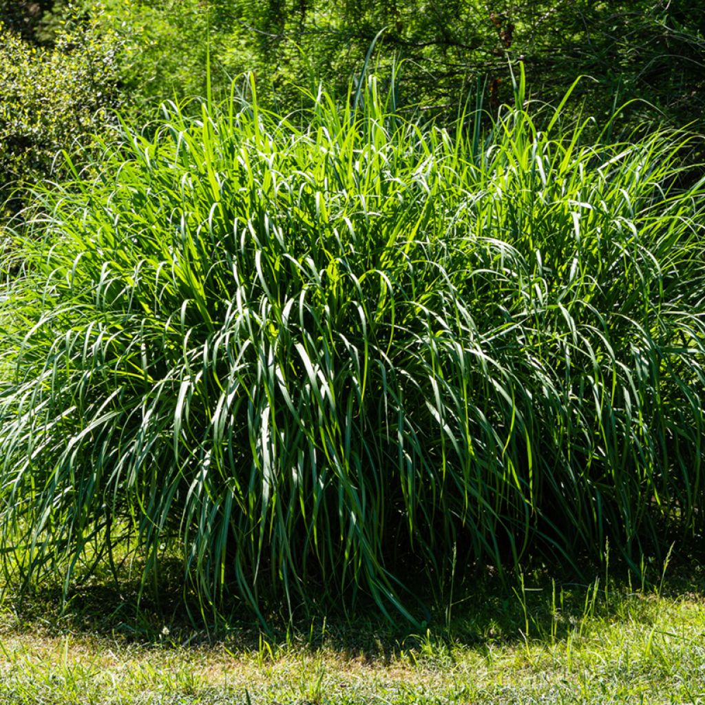 Miscanthus sinensis Gracillimus - Eulalie 