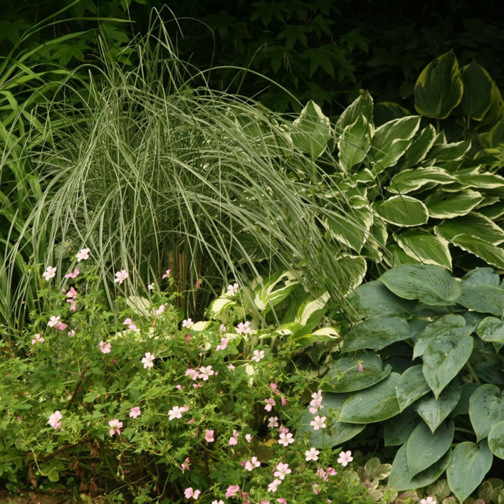 Miscanthus sinensis Morning Light - Eulalie, Roseau de Chine