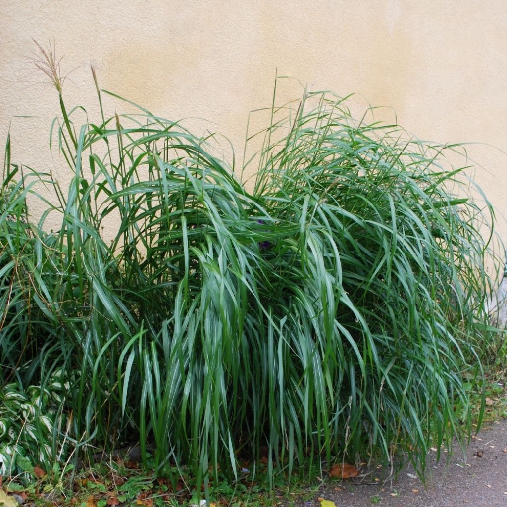 Miscanthus Giganteus - Roseau de Chine géant